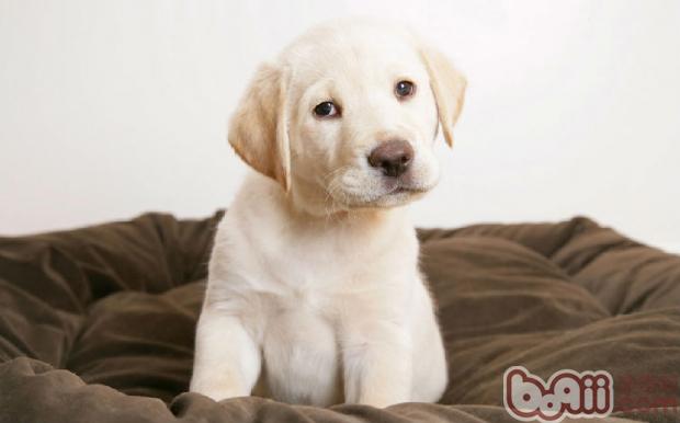 拉布拉多獵犬