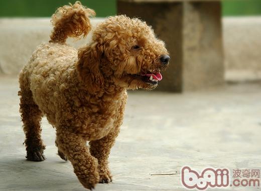 貴賓犬