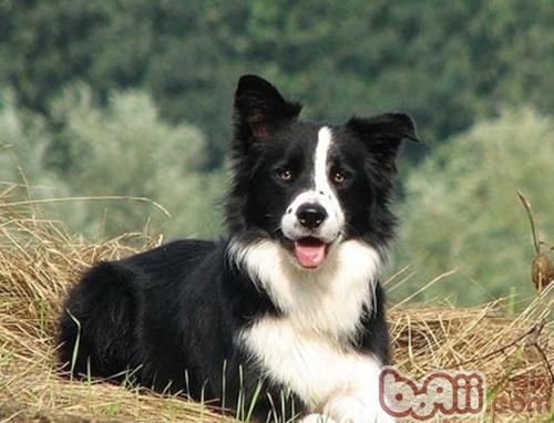 邊境牧羊犬