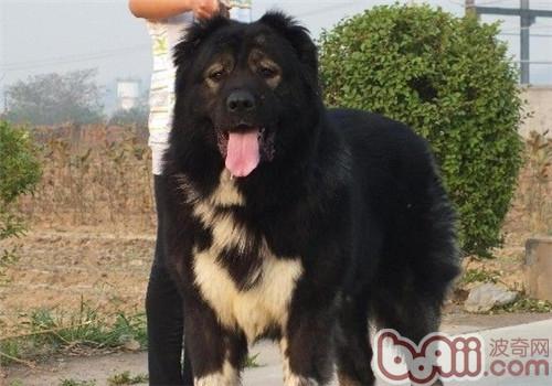 高加索犬