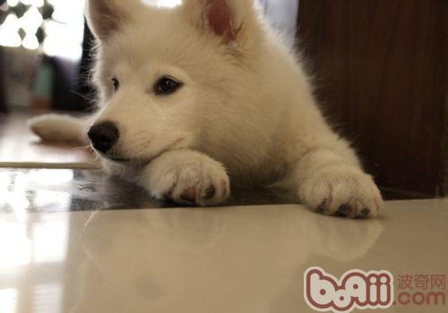 薩摩耶犬