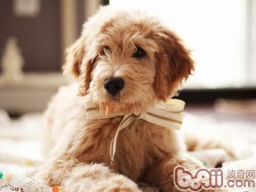 貴賓犬