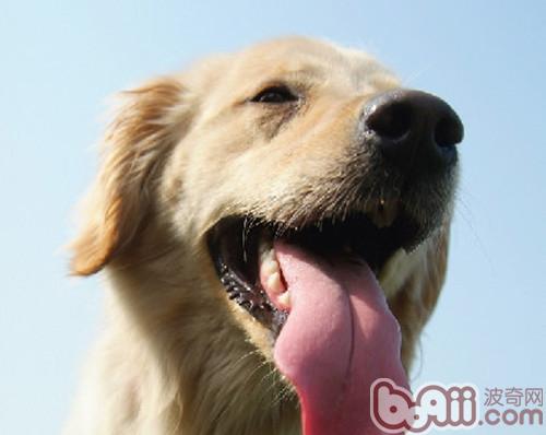 金毛犬