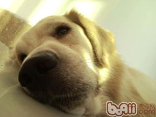 金毛犬