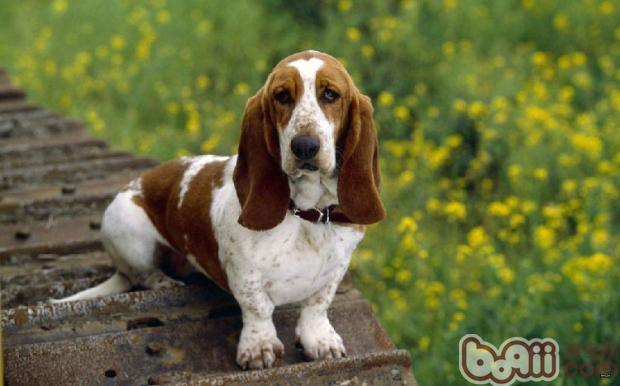 巴吉度犬
