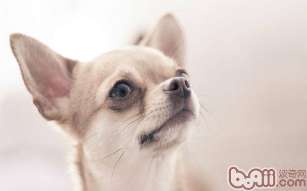 吉娃娃犬