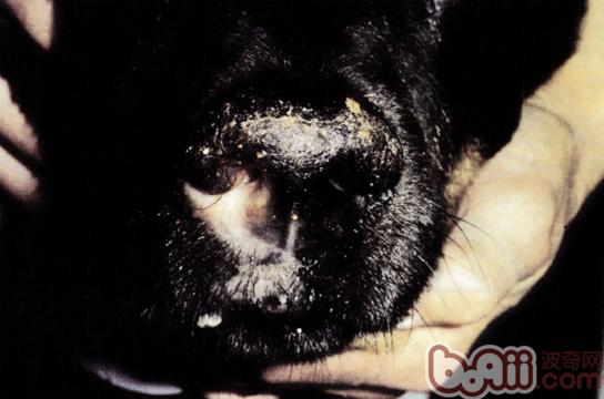 圖1：單側鼻孔發生色素減退和輕度潰瘍