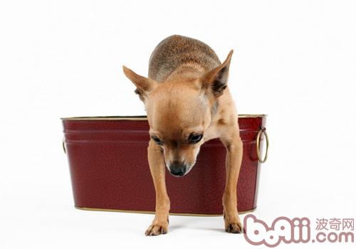 吉娃娃犬