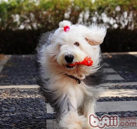 古代牧羊犬