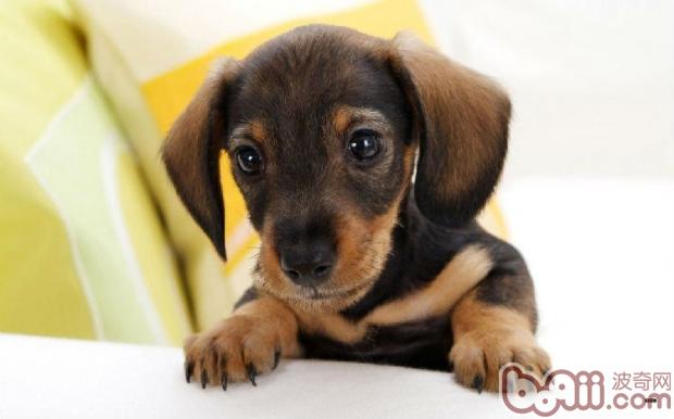 迷你臘腸犬