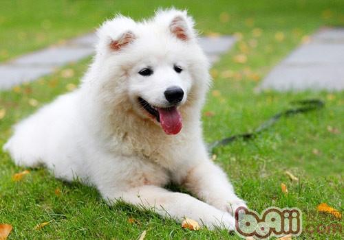 薩摩耶犬