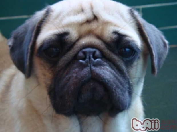 巴哥犬