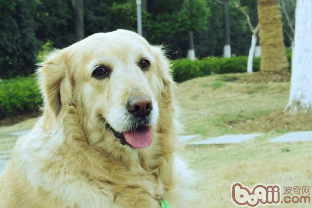 金毛犬