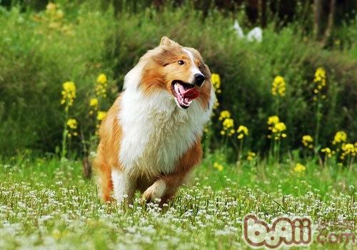 蘇格蘭牧羊犬