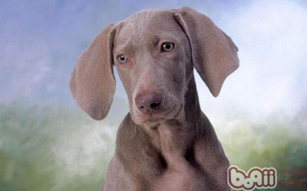 魏瑪犬