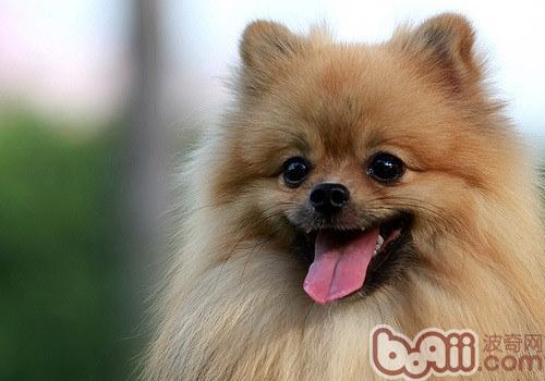 博美犬