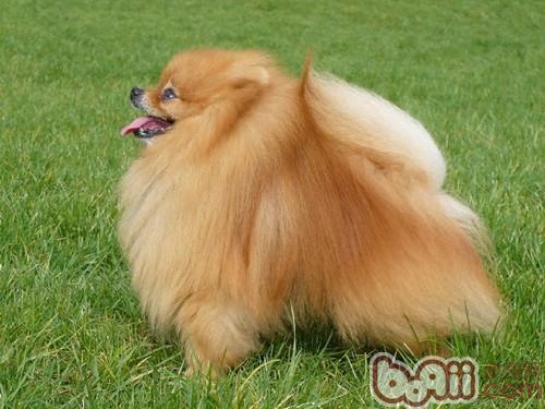 博美犬