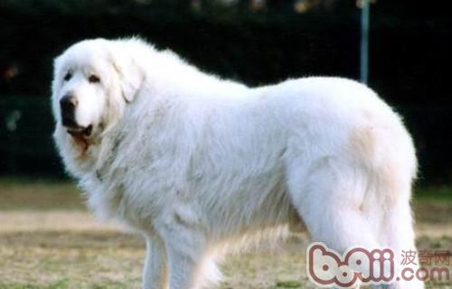 大白熊犬