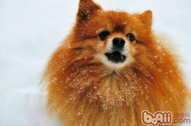 博美犬