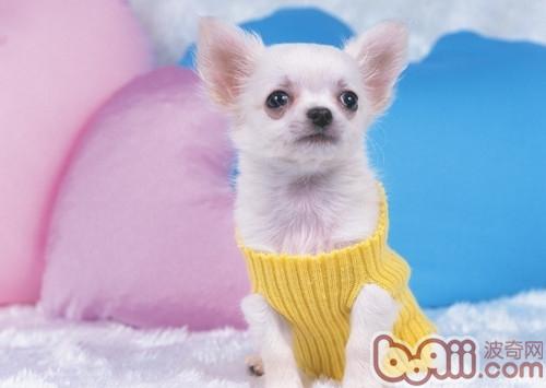 吉娃娃犬