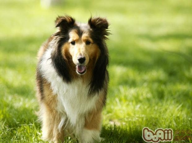 蘇格蘭牧羊犬