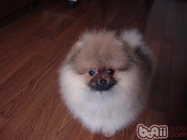 博美犬