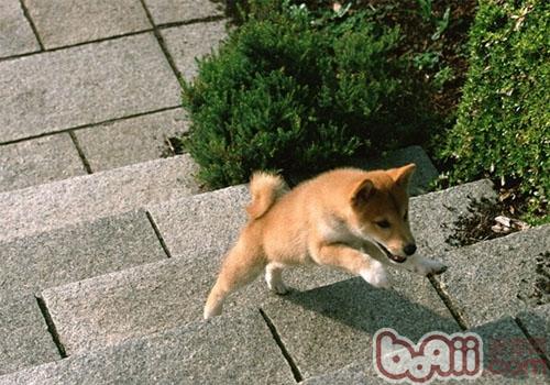 柴犬