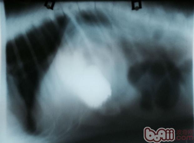 主人決定進行手術治療：打開腹腔後，發現大量氣體充斥腸管，發現腸壁非常薄，內含大量氣體，且將套疊處取出