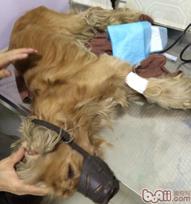 患病金毛犬