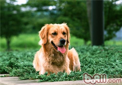 金毛犬