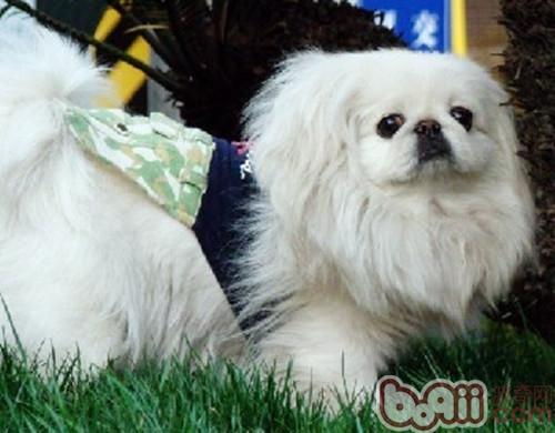 京巴犬