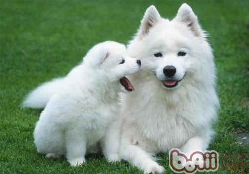 薩摩耶犬