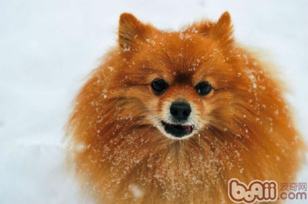 博美犬