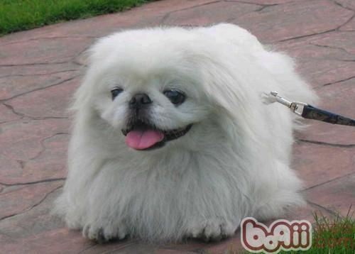 京巴犬