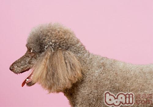貴賓犬