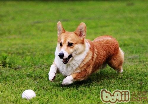 威爾士柯基犬