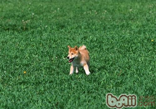 柴犬