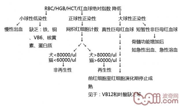 圖1：貧血診斷1 