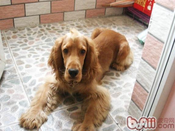 患病狗狗