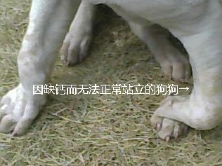 缺鈣後無法站立的狗狗，後腿無力