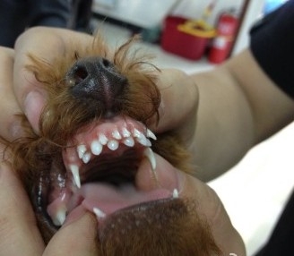 缺鈣造成狗狗長雙排牙
