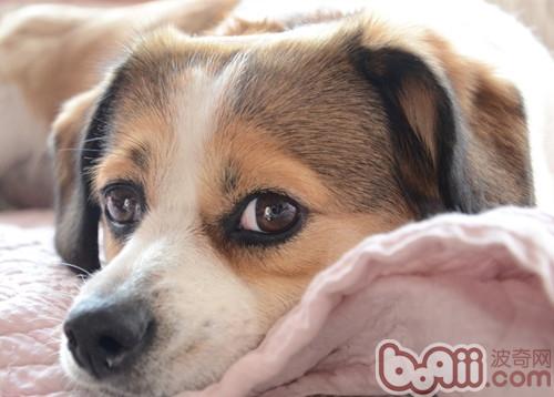 狗狗