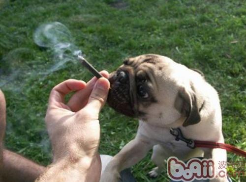 巴哥犬