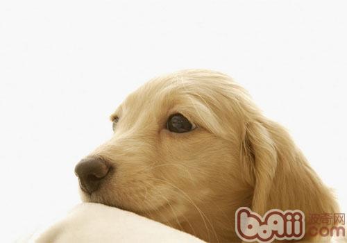 狗狗