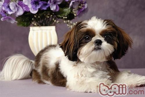 西施犬