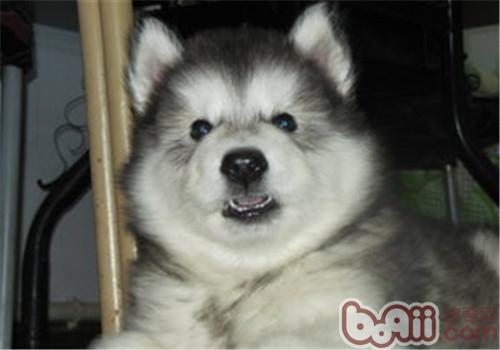 阿拉斯加雪橇犬