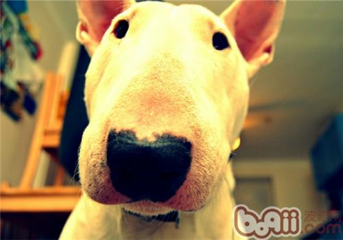 牛頭梗犬