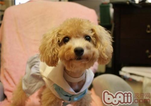 貴賓犬