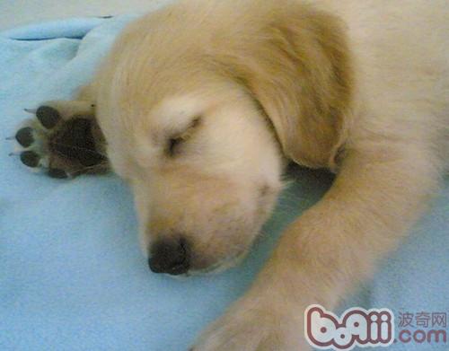 金毛犬