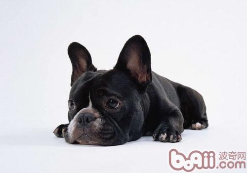 斗牛犬